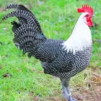 تخم،جوجه آیام سمانی،براکل،برهما،ویاندوت|حیوانات مزرعه|تهران, استاد معین|دیوار