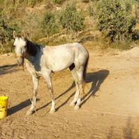 فروشی|اسب و تجهیزات اسبسواری|کلاله, |دیوار