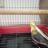 جفت عروس مولد سالم قیمت ۱۸۰۰