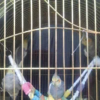 عروس هلندی ۵۰۰