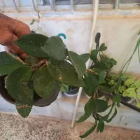 فروش انواع گلهای آپارتمانی‌وهویا|گل و گیاه طبیعی|قشم, |دیوار