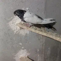 کبوتر ماده کله دم سبز نوک ریز|پرنده|کبودرآهنگ, |دیوار