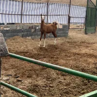 کره نریون شجره دار درهشور