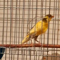 قناری مست مولد وتکی|پرنده|دهلران, |دیوار