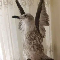 مرغ دریایی تزیینی