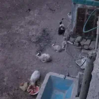 خرگوش