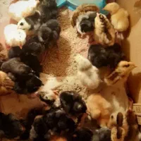 تعدادی جوجه محلی سه روزه