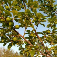 زمین باغی 450 متری با اب و برق و نگهبانی 24 ساعته