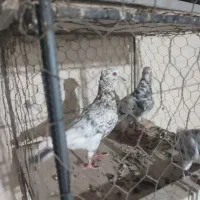 کبوتر