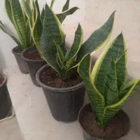 سانسوریا کراواتی