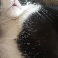 واگذاری ۱۱ گربه در اندازه های مختلف