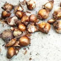 پیاز|خدمات باغبانی و درختکاری|سراب, |دیوار