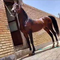 اسب|اسب و تجهیزات اسب‌سواری|بهمن صغاد, |دیوار