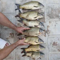 ماهی کپور زنده