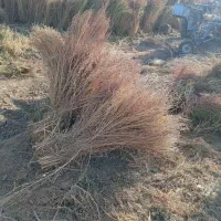 جارو محلی. شهرداری