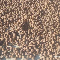 فروش گردو درجه یک