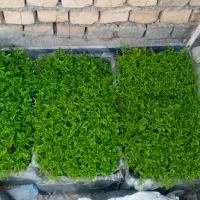 بذر گوجه فرنگی