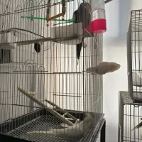 عروس هلندی جوان وسرحال