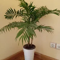 دوعدد گل سالم همراه باگلدان فلزی|گل و گیاه طبیعی|رامسر, |دیوار