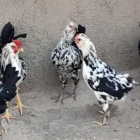 مرغ گلین|حیوانات مزرعه|قم, هنرستان|دیوار