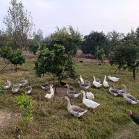 غاز - فروش ویژه|حیوانات مزرعه|بابل, |دیوار