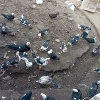 اردک اسرائیلی