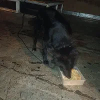 واگذاری سگ مشکی