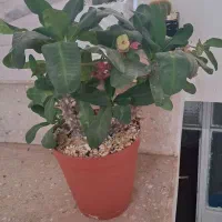 گل و کاکتوس|گل و گیاه طبیعی|قم, سراجه (۱۵ خرداد)|دیوار