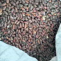 بذر لوبیا سبز