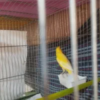 قناری ماده|پرنده|چهارباغ, |دیوار