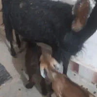 بز جملی