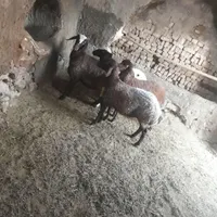 بره ماده مناسب داشت و کشتار