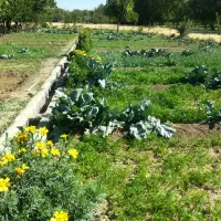 سبزی خورشتی خوراکی-کلم قمری|خوردنی و آشامیدنی|سنقر, |دیوار