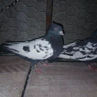 کفتر|پرنده|داراب, |دیوار