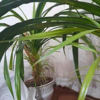 فروش گل ها زیر قیمت بخاطر نبود گلخانه