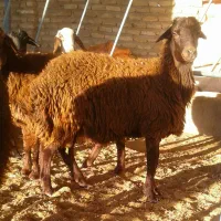 بره نر .بزغاله