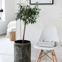 صندلی فایبر گلاس درجه یک پایه چوب راش