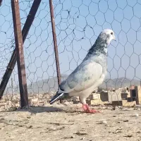 کبوتر نر|پرنده|زاهدان, |دیوار