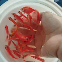 ماهی مولیگوپی میگوسوارترزبراکالربریچاردی مزرعه آبی