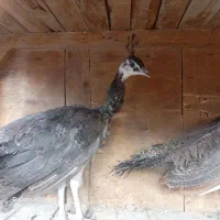 اردکپنگوینییاایستادهجوجهطاووسبوقلمون|حیوانات مزرعه|قم, نخودی|دیوار