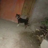 سگ فیندو پاکوتاه