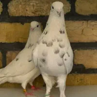 جفت های . ساعت بالا . گرو دولاب . عتیقه|پرنده|تهران, نیروی هوایی (پیروزی)|دیوار