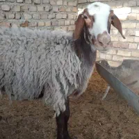 میش با بره و میش آبستن|حیوانات مزرعه|کاشان, درب اصفهان|دیوار