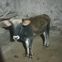 گوساله نردورگ بومی|حیوانات مزرعه|کلیائی, |دیوار