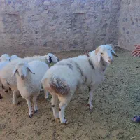 بره نر برا قوچی|حیوانات مزرعه|قهستان, |دیوار