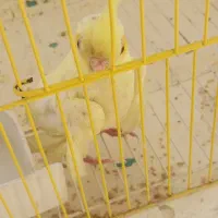 عروس هلندی 3ماهه با قفس بزرگ