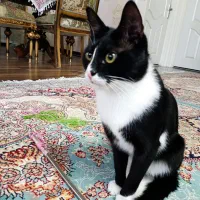 گربه آپارتمانی|گربه|مراغه, |دیوار