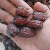 خرمای آجیلی درجه 1(خرمای بریمی(