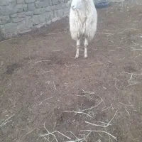 قوچ|حیوانات مزرعه|انگوت, |دیوار