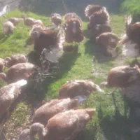 بوقلمون بربون  مولد